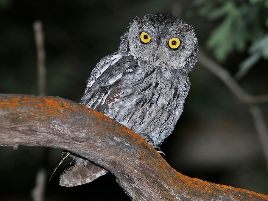Western Screech-Owl