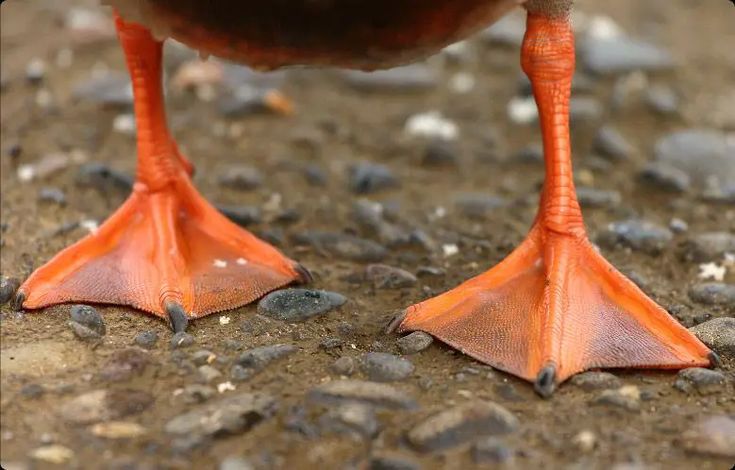 What Are Ducks' Feet Called