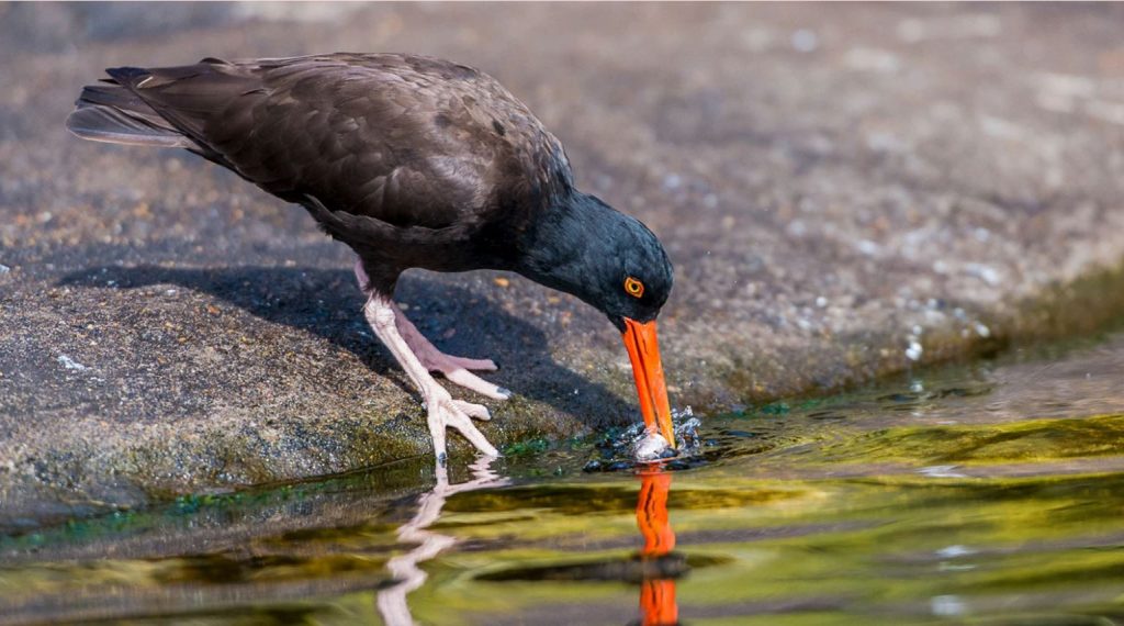 oystercatcher food