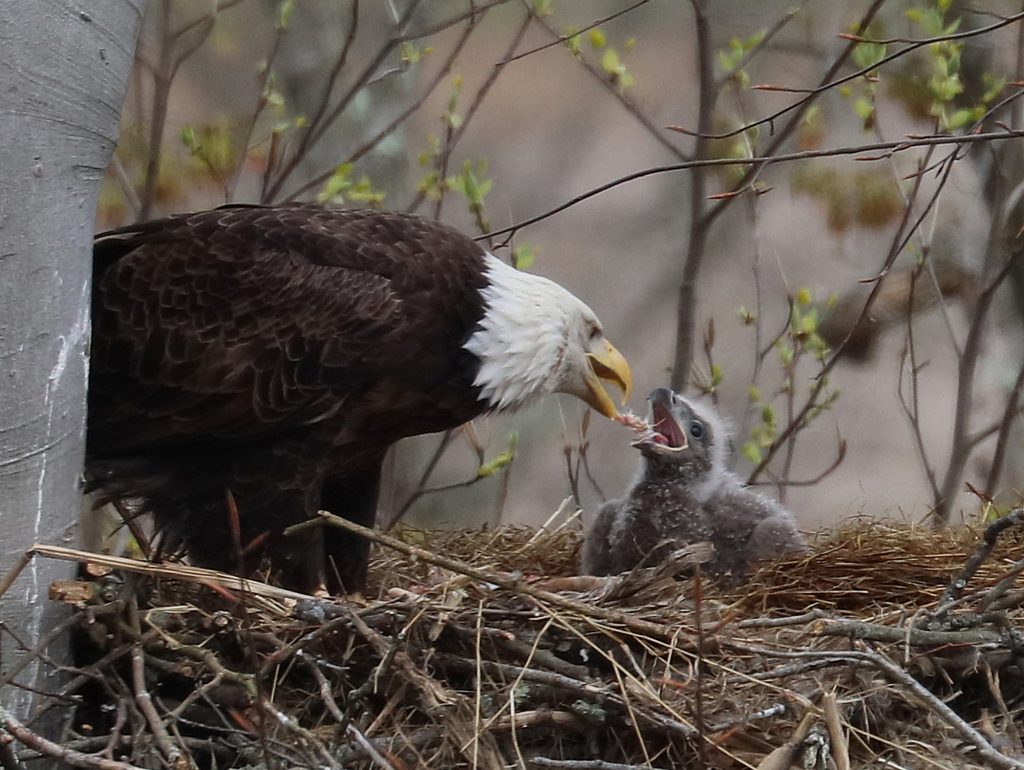 What Bald Eagles Feed Their Chicks