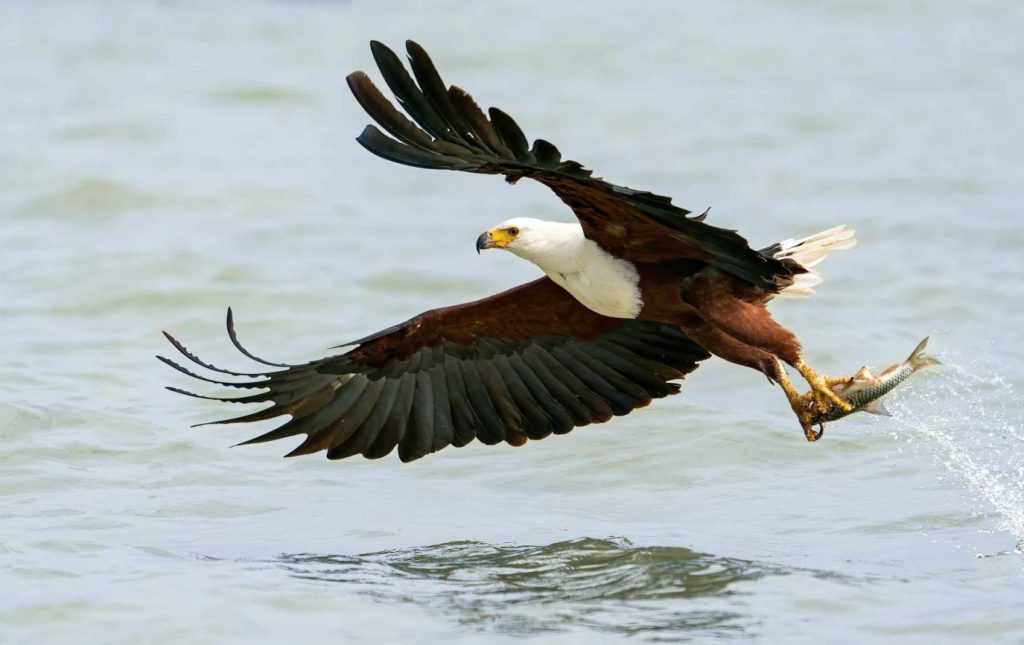 What Do African Fish Eagle Eat?