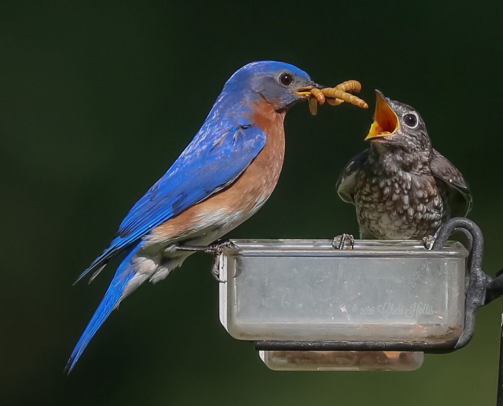 What Do Baby Bluebirds Eat?