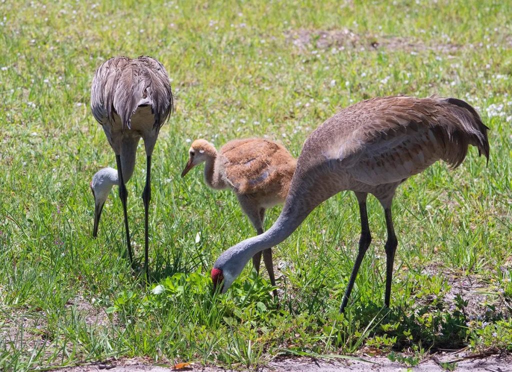 What Do Baby Cranes Eat