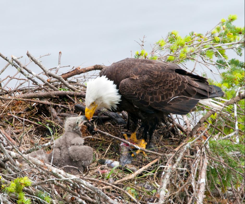 What Do Baby Eagles Eat