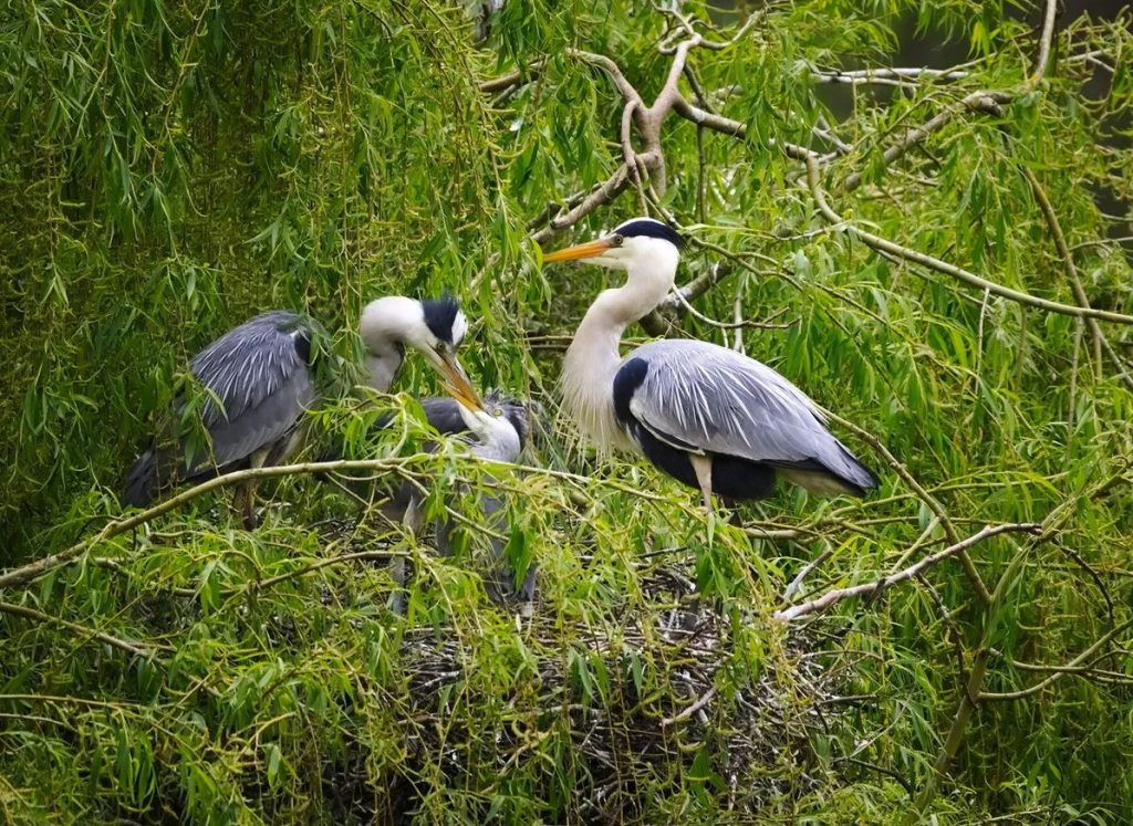 What Do Baby Herons Eat?