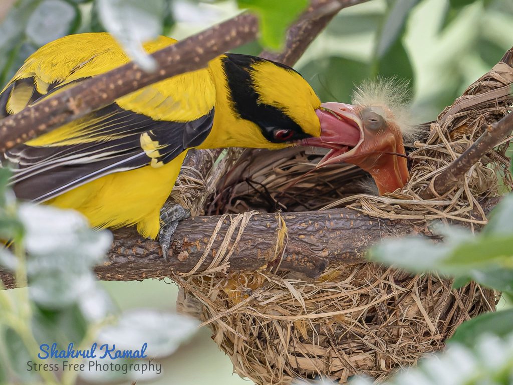 baby oriole’s diet during the nestling stage