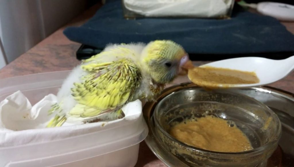 What Do Baby Parakeets Eat