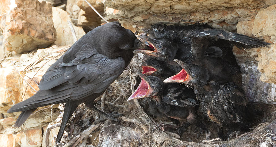 What Do Baby Ravens Eat