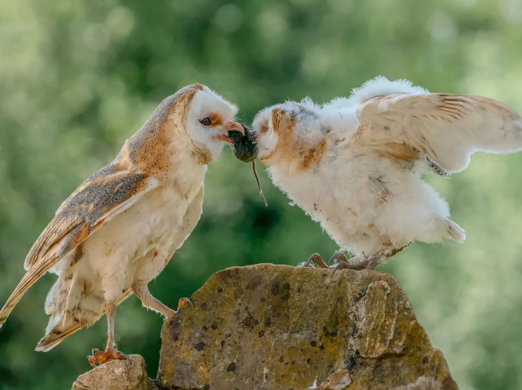 What Do Baby Snowy Owls Eat