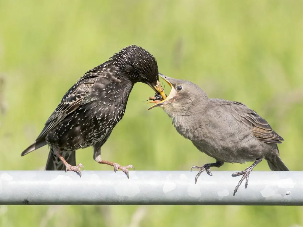 What Do Baby Starlings Eat