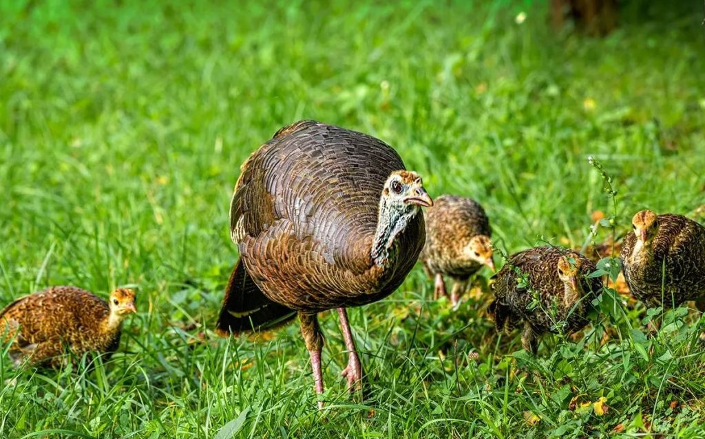 What Do Baby Turkey Eat
