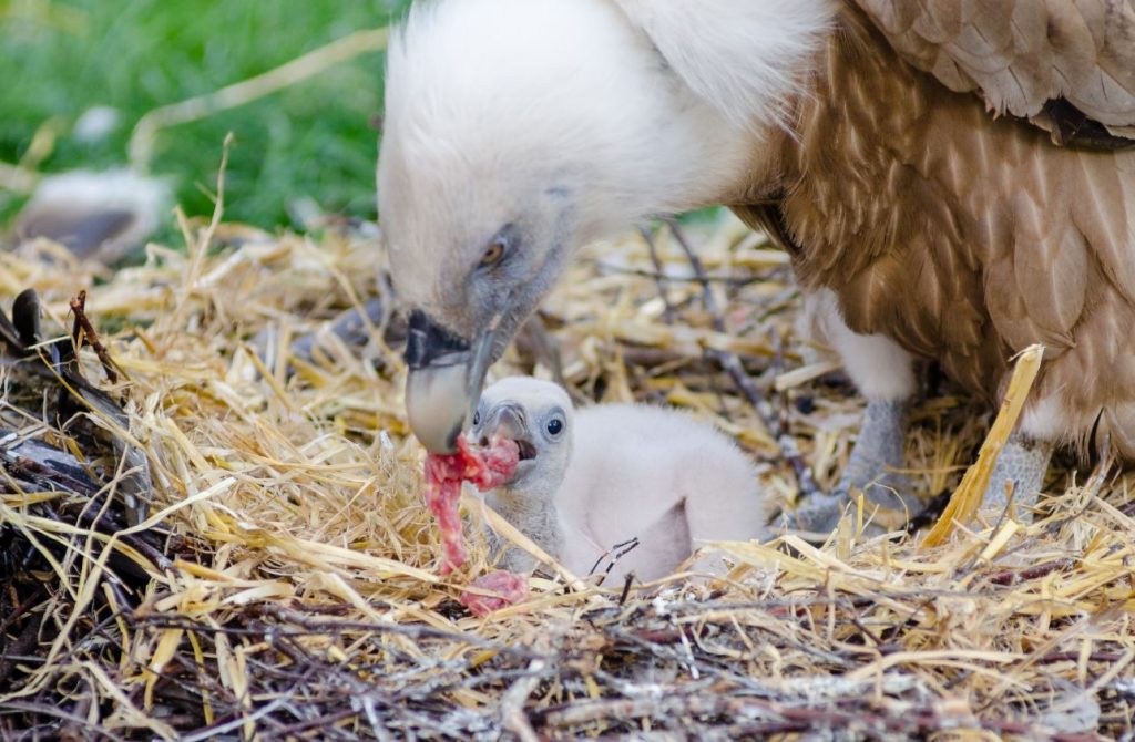 What Do Baby Vultures Eat