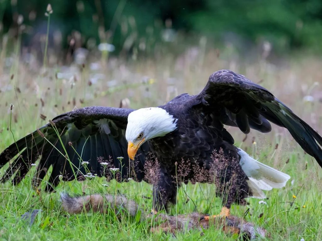 What Do Bald Eagles Eat?