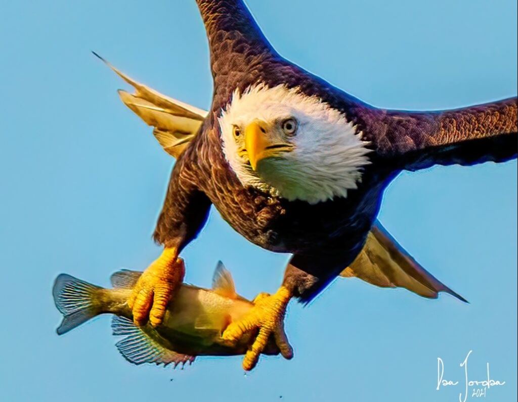 What Do Bald Eagles Eat - fish