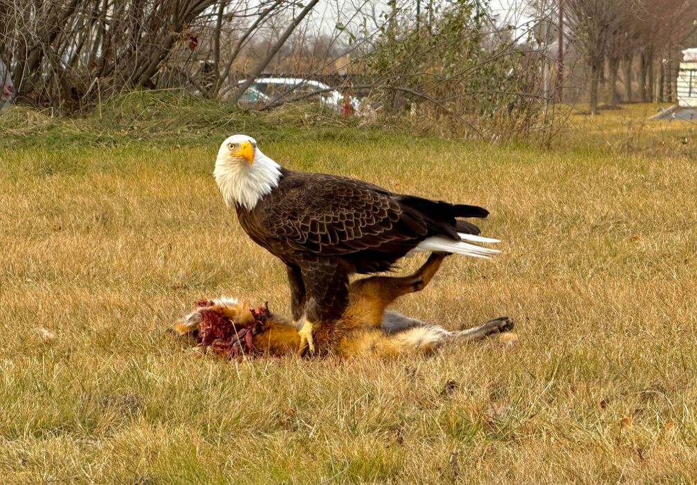 What Do Bald Eagles Eat - prairie dogs