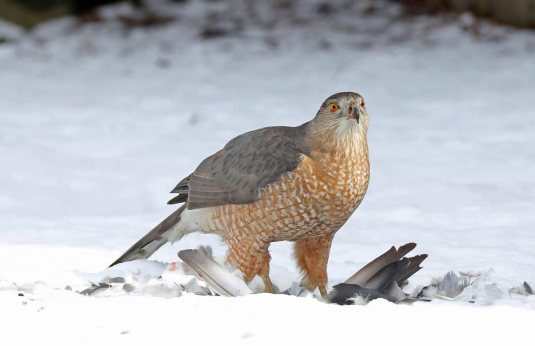 What Do Cooper’s Hawks Eat
