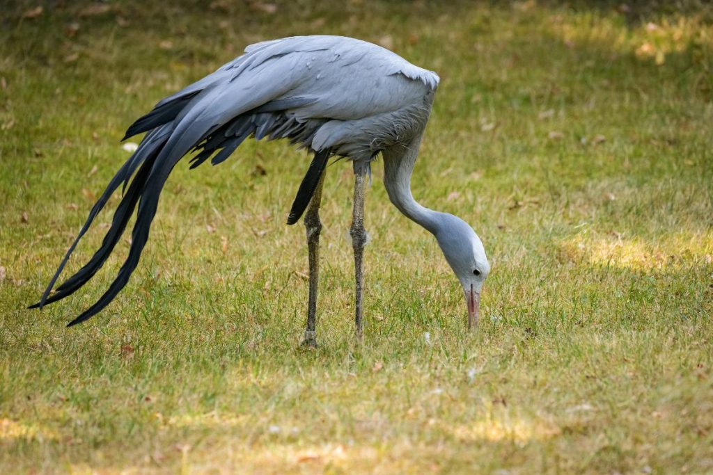 What Do Cranes Eat