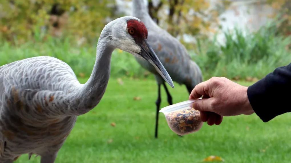 What Do Cranes Eat in Captivity