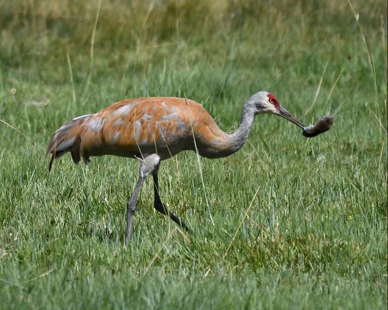What Do Cranes Eat in the Wild