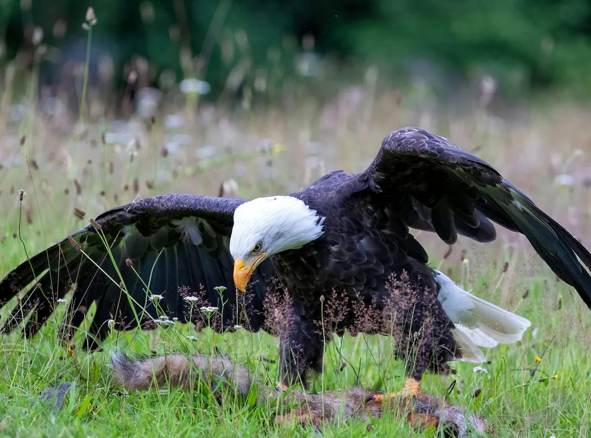 What Do Eagles Eat?