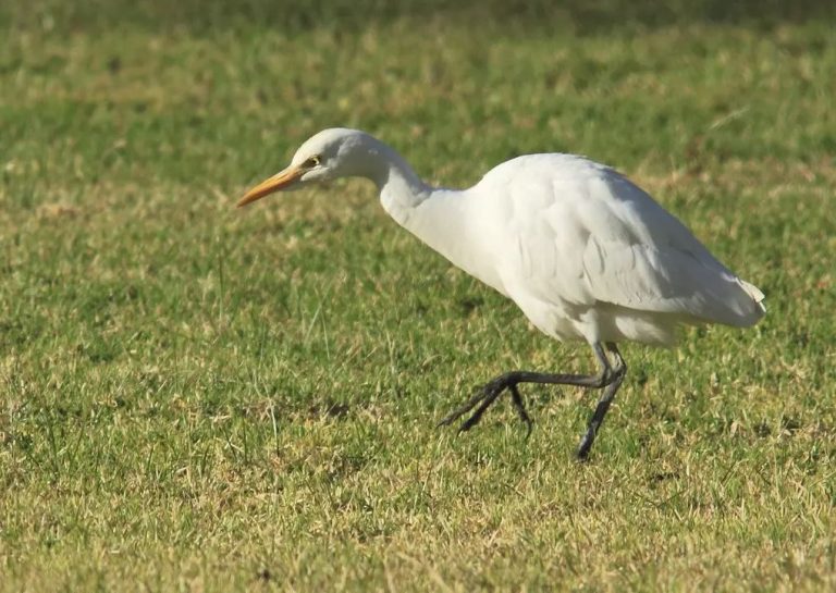 What Do Egrets Eat