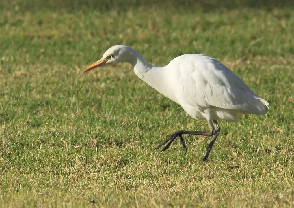 What Do Egrets Eat