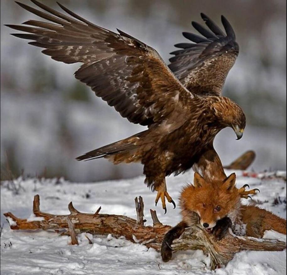 What Do Golden Eagles Eat