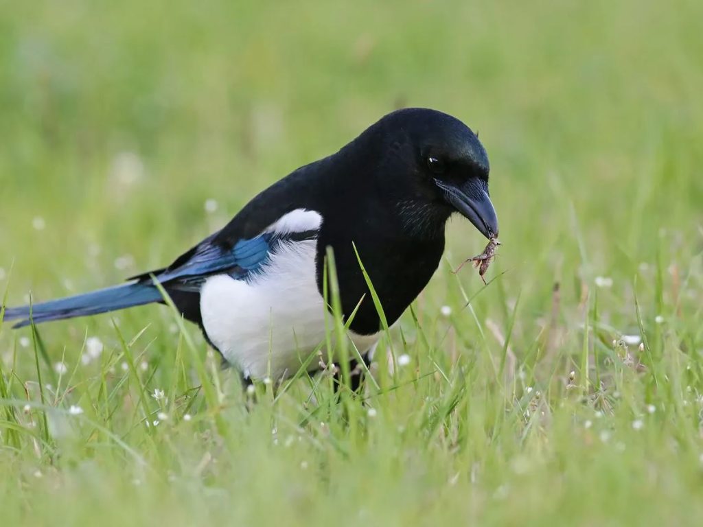 What Do Magpies Eat?