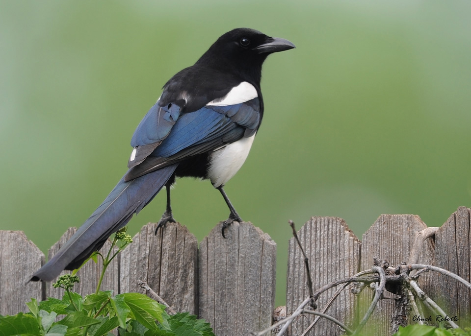 What Do Magpies Eat?