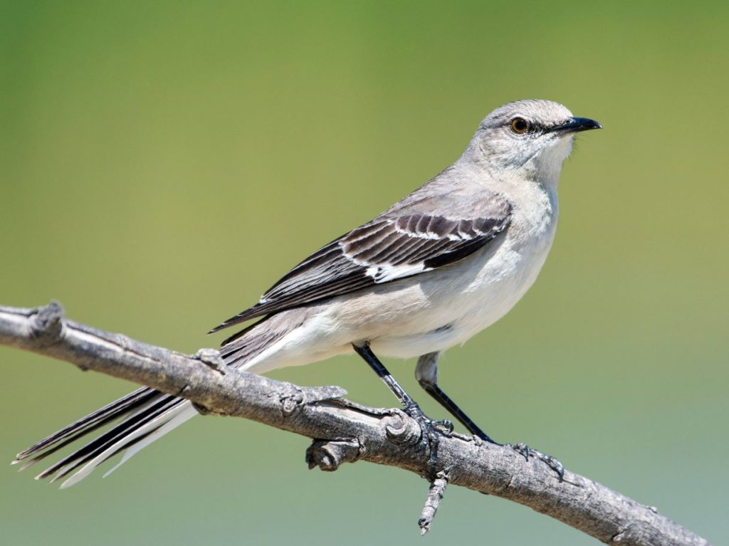 What Do Mockingbirds Eat