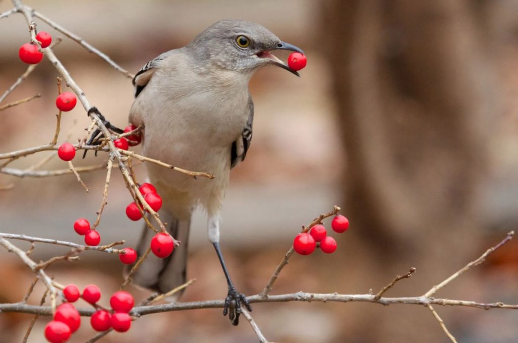 What Do Mockingbirds Eat in the Wild