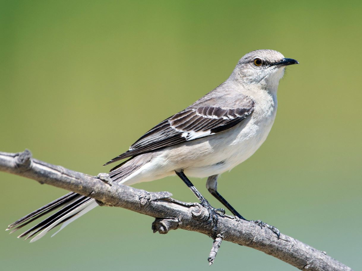 What Do Mockingbirds Eat