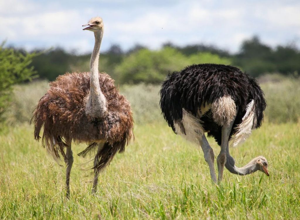 Ostriches Eating in the Wild