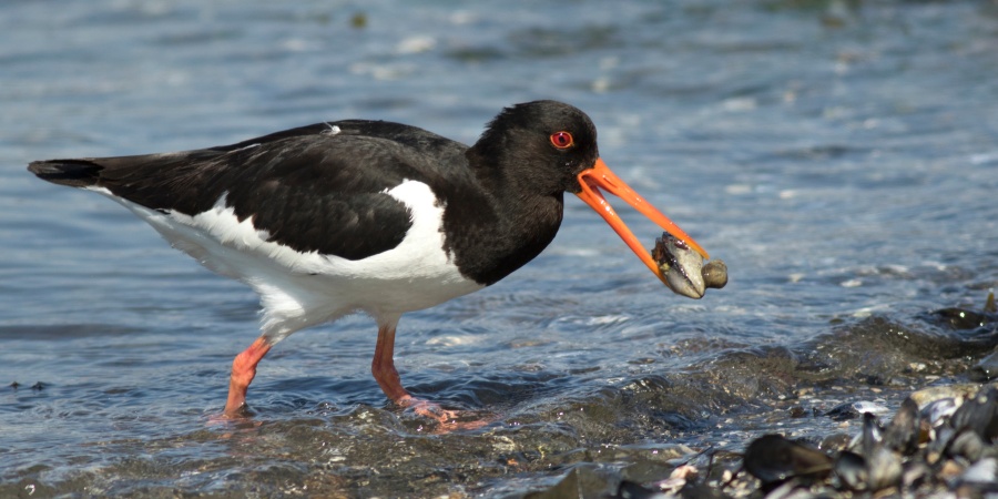What Do Oystercatchers Eat