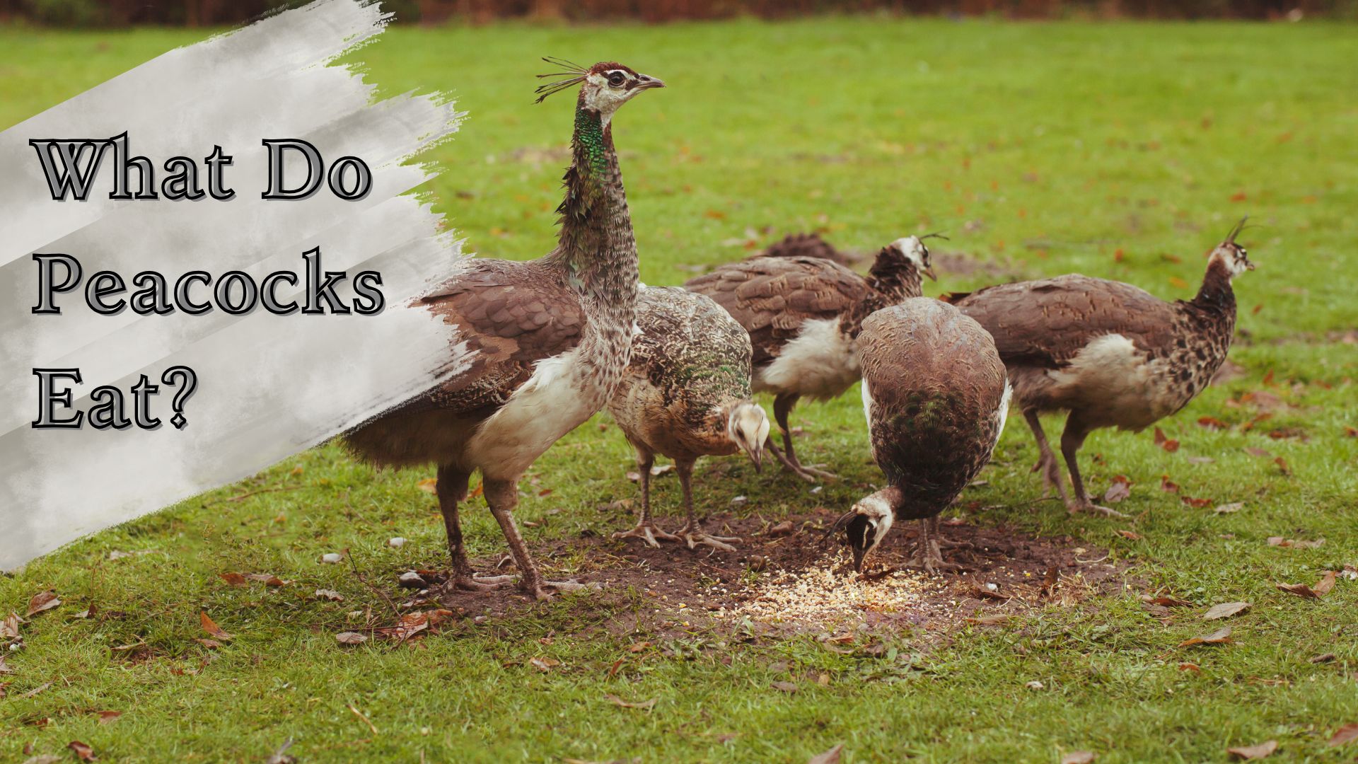 What Do Peacocks Eat?