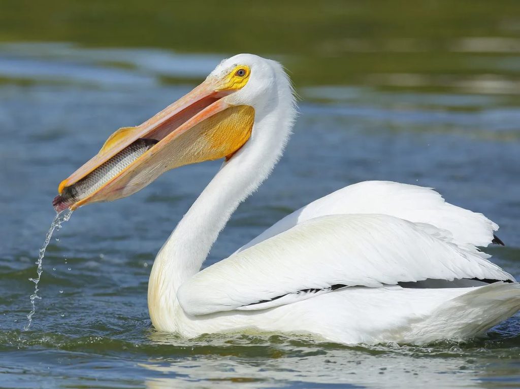 What Do Pelicans Eat in the Wild