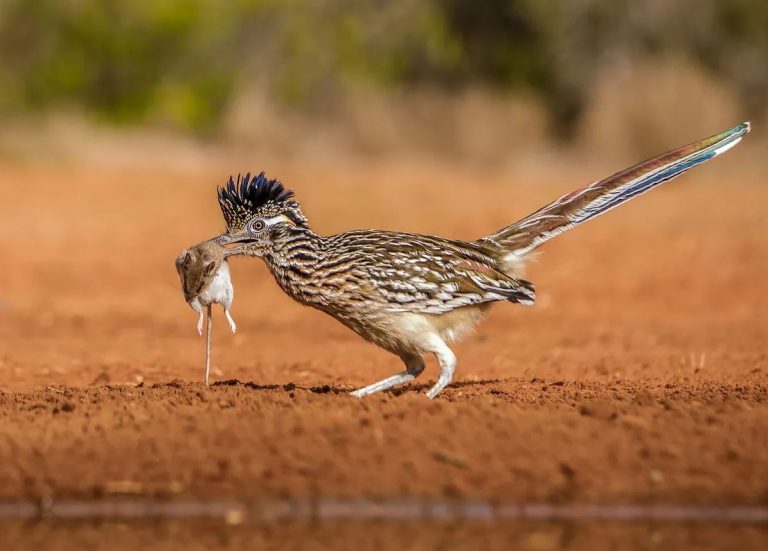What Do Roadrunners Eat