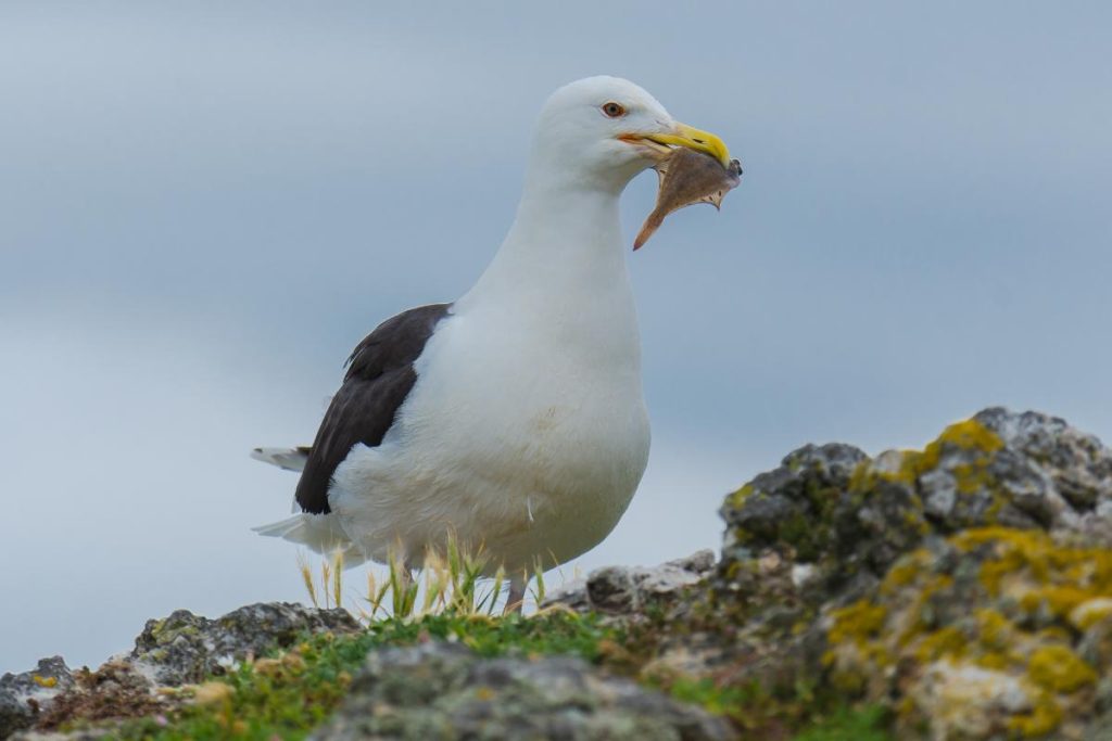 What Do Seagulls Eat?