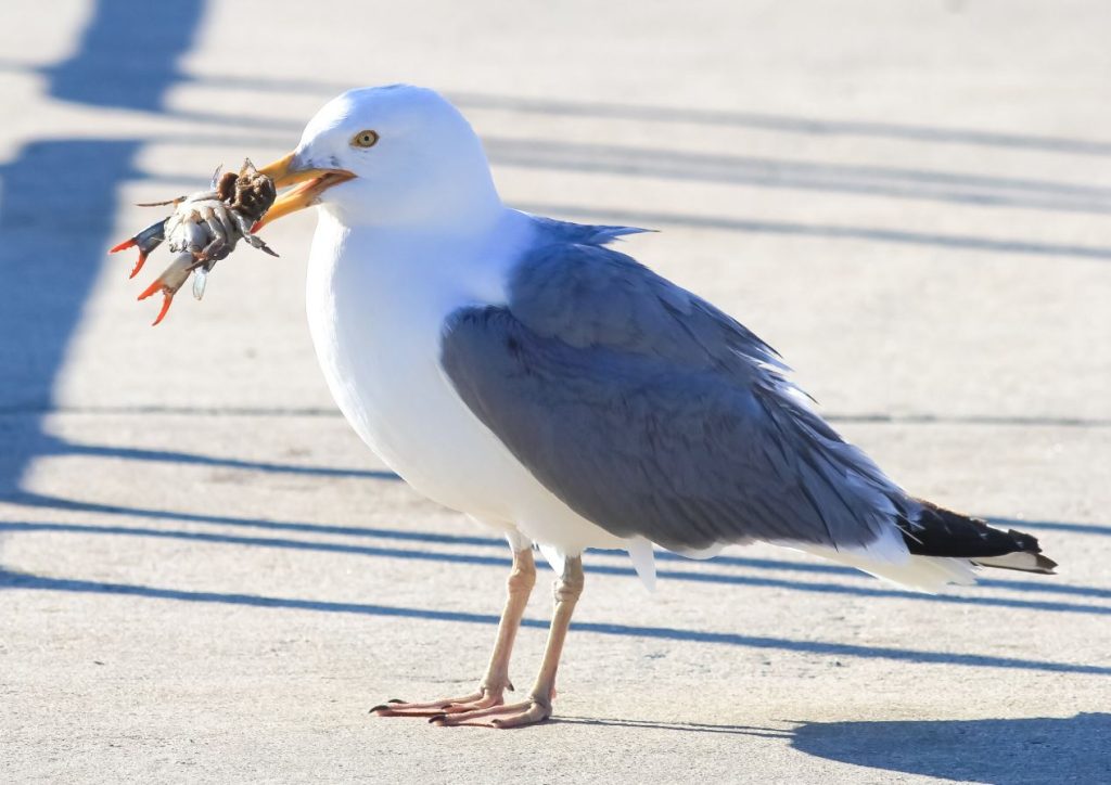 What Do Seagulls Eat in the Wild
