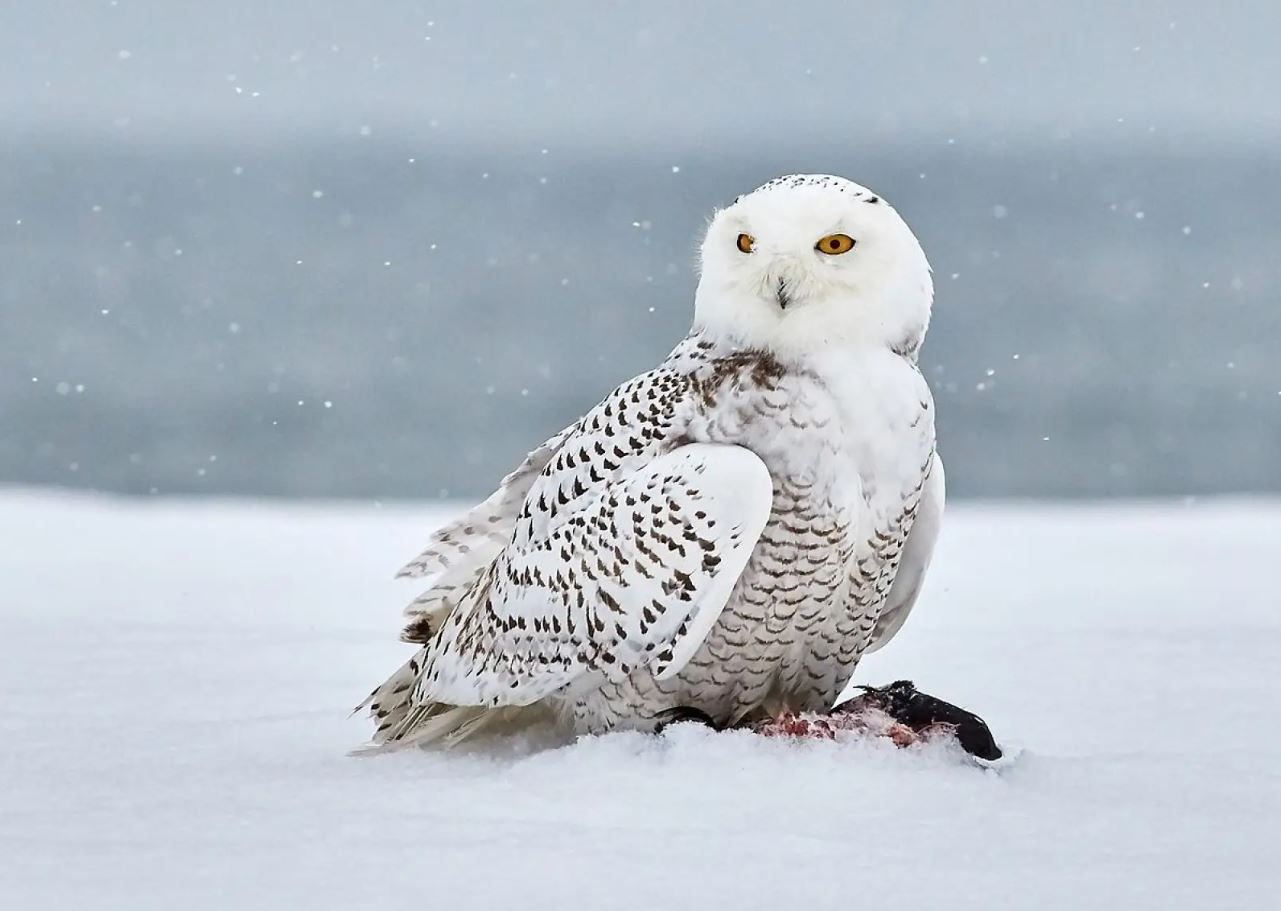 What Do Snowy Owls Eat