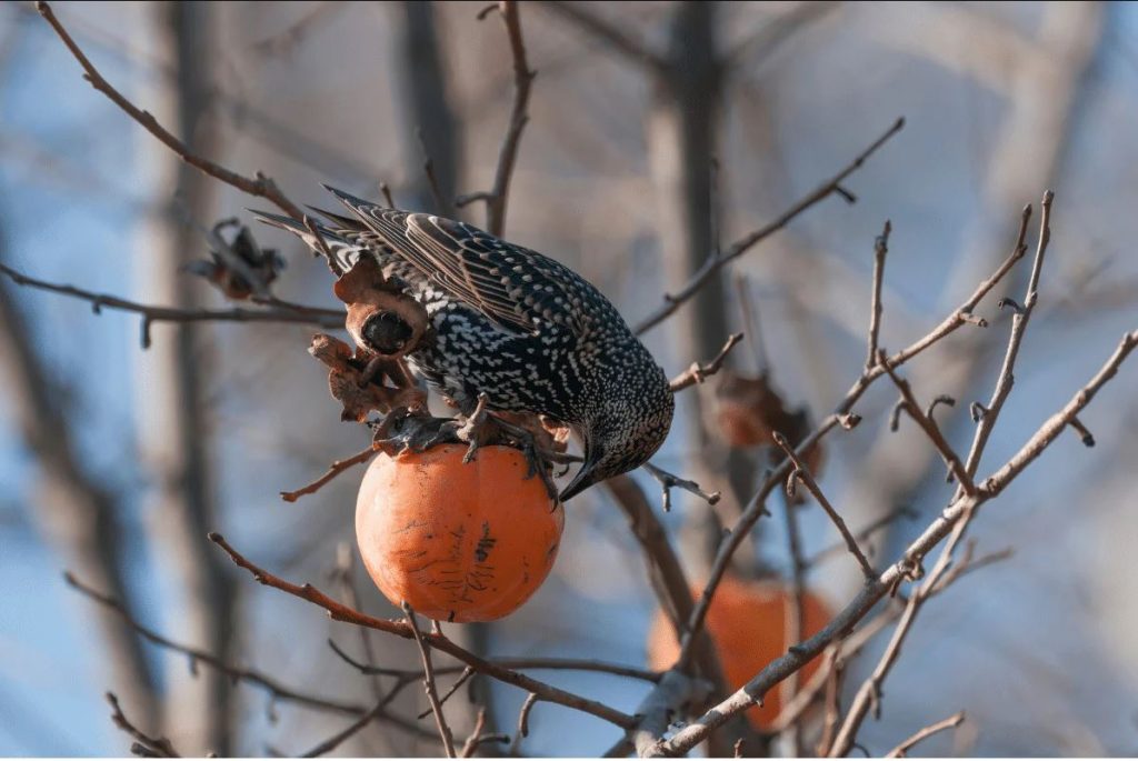 What Do Starlings Eat in the Wild?