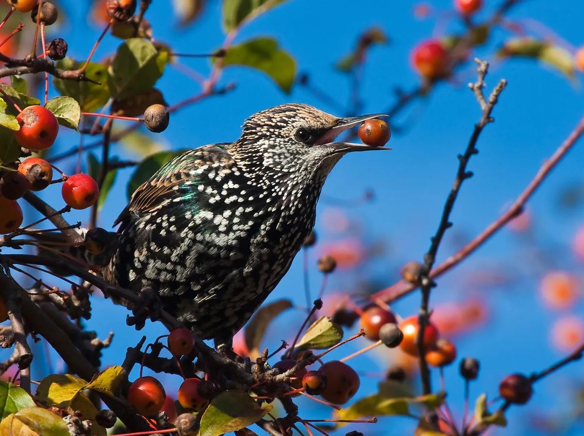 What Do Starlings Eat?
