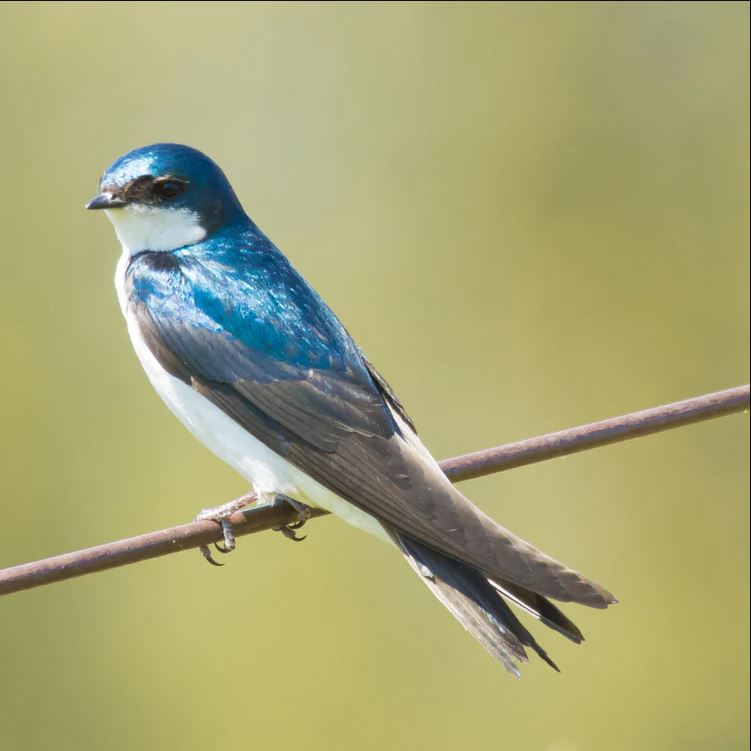 What Do Swallows Eat?