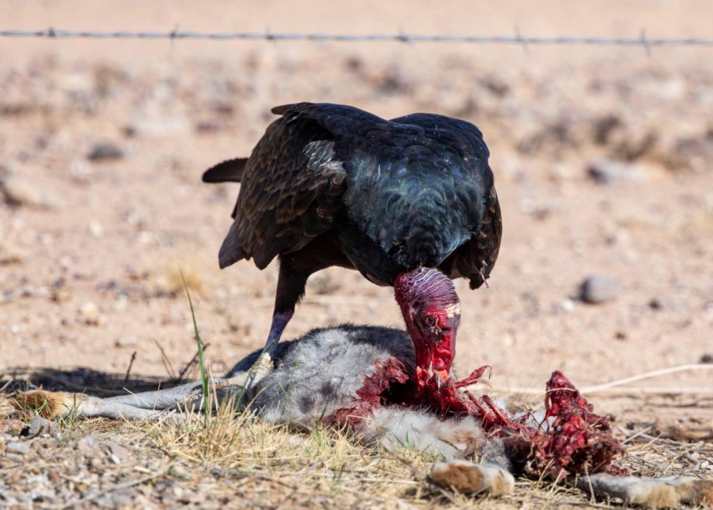What Do Vultures Eat in the wild?