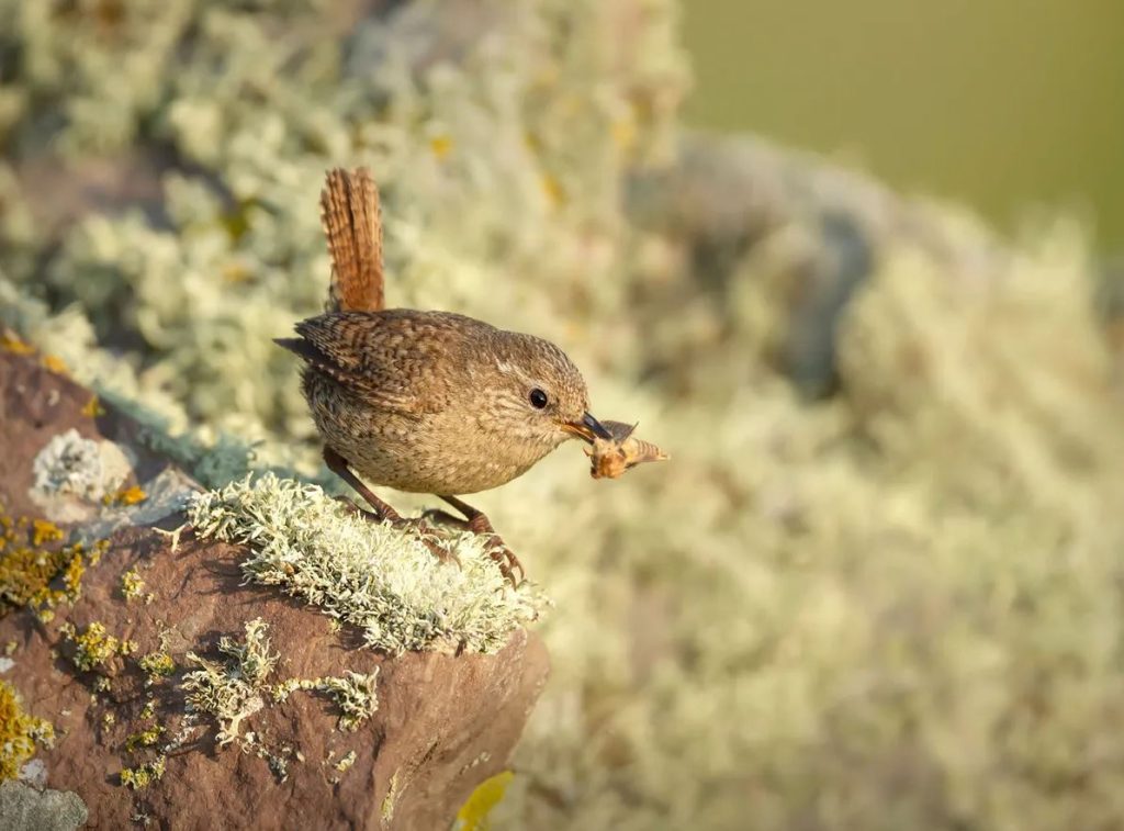 What Do Wrens Eat in the wild