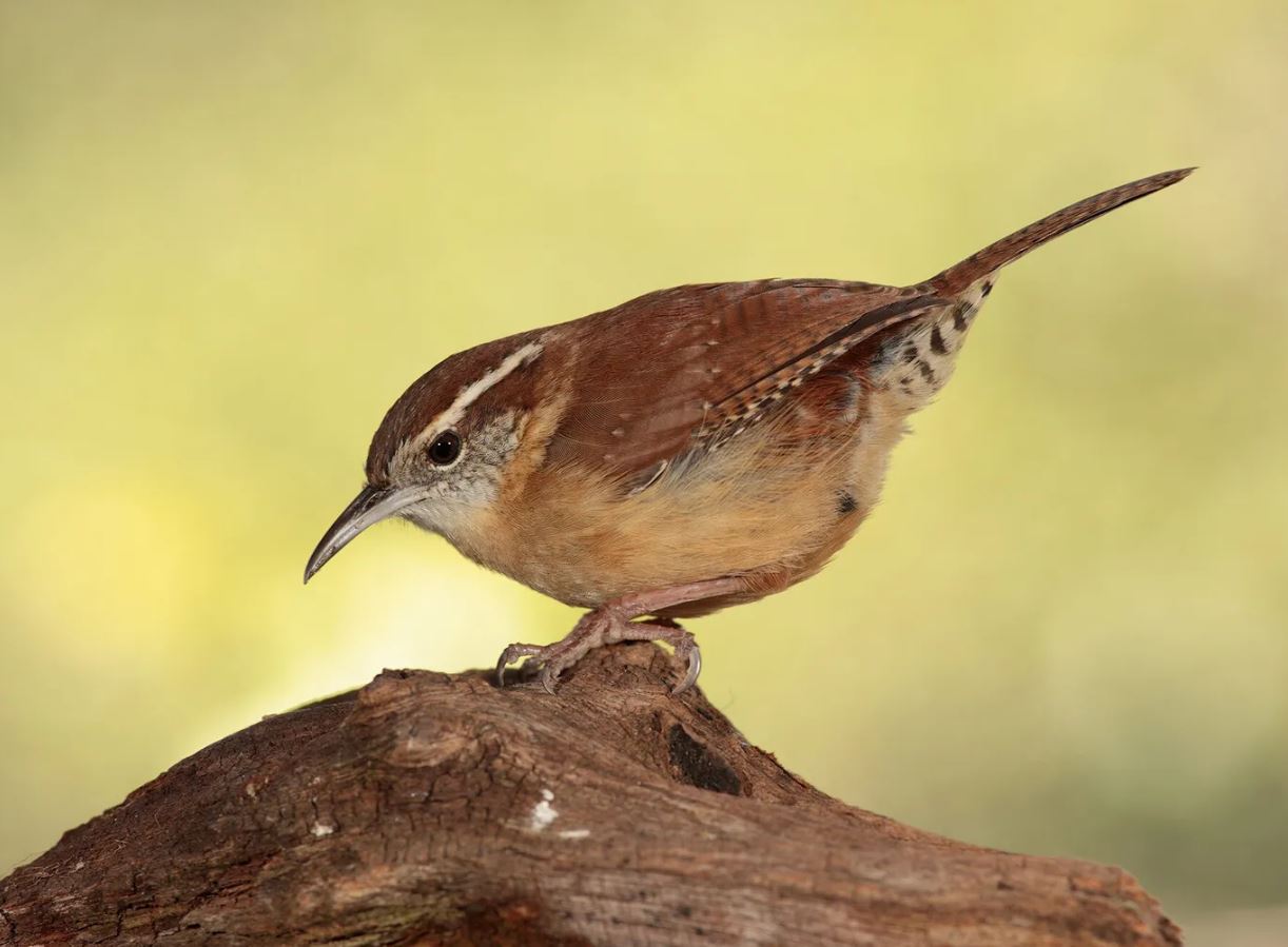 What Do Wrens Eat?