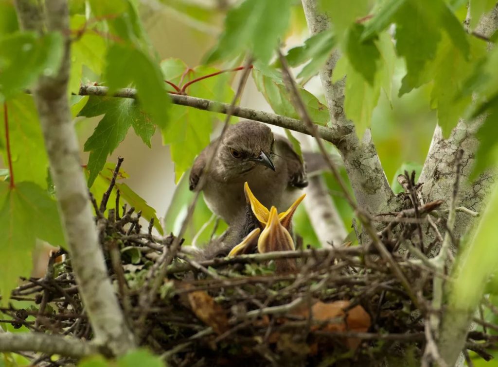 What Do baby Mockingbirds Eat