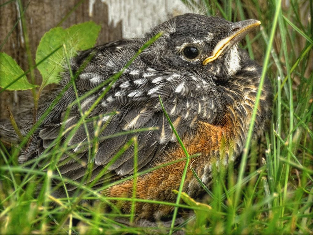 What to Do if You Find a Baby Blackbird