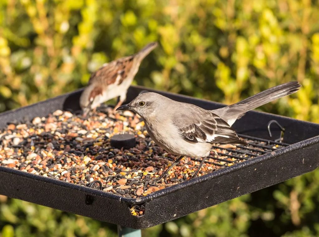 What to Feed Mockingbirds in Your Yard