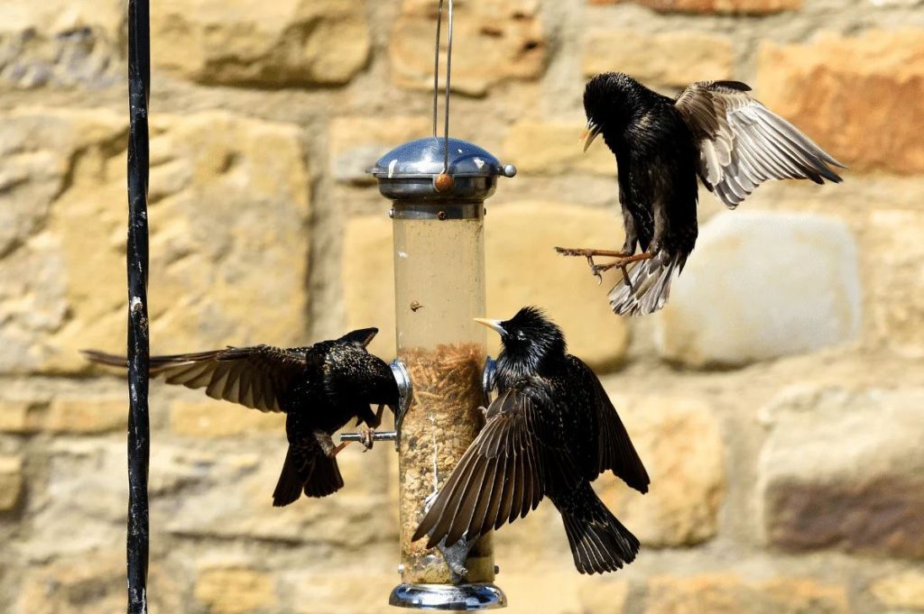 What to Feed Starlings in Your Yard
